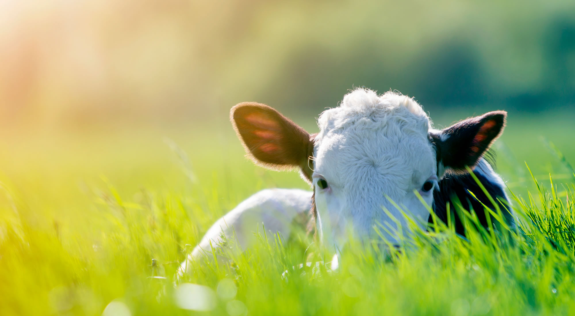 Bio Landwirtschaft am Feichtlhof in Ramsau am Dachstein